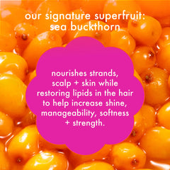 super-sized strength repair set the kure shampoo, conditioner + multi-task treatment